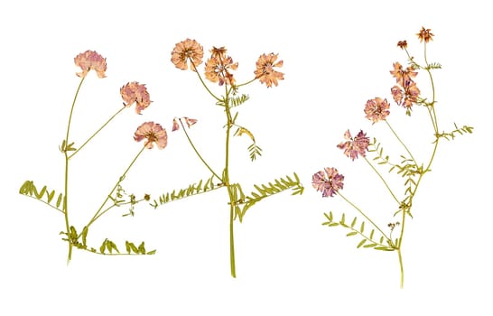 Set of herbarium wild dry pressed flowers and leaves, isolated