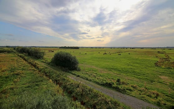 Horse paddock on the Dümmer in Lower Saxony