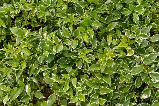 Background from green leaves from tropical plants.