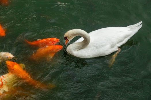 White swan and koi carps on the lake catching food