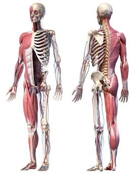 Human Anatomy full body skeletal, muscular and cardiovascular systems. Two views, front and back perspectives, on white background. 3d Illustration