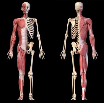 Human body, 3d illustration. Full figure male muscular and skeletal systems, front and back views on black background..