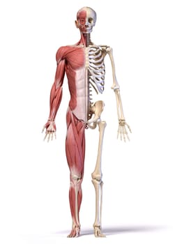 Human body, 3d illustration. Full figure male muscular and skeletal systems, front view on white background..