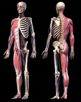 Human Anatomy full body skeletal, muscular and cardiovascular systems. Two views, front and back perspectives, on black background. 3d Illustration