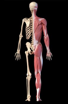 Human body, 3d illustration. Full figure male muscular and skeletal systems, rear view on black background.