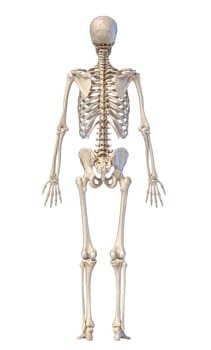 Human anatomy, skeletal system, full figure standing, back view on white background. 3d illustration.