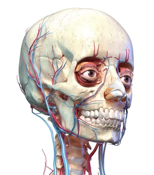 Human anatomy, Vascular system of the head viewed from perspective angle. Computer 3d rendering artwork. On white background.