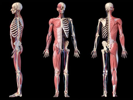 Human Anatomy full body skeletal, muscular and cardiovascular systems. Three views, side, front, back, on black background. 3d Illustration