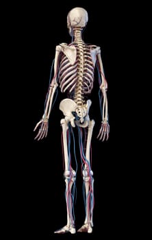 Human body anatomy. 3d illustration of Skeletal and cardiovascular systems. Viewed from rear perspective. On black background.