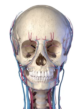 Vascular system of the human head viewed from the front. Computer 3d rendering artwork. On White background.