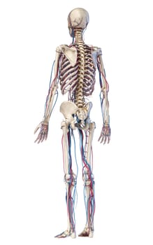 Human body anatomy. 3d illustration of Skeletal and cardiovascular systems. Viewed from rear perspective. On white background.