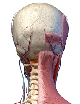 Human anatomy 3d illustration of head with skull, blood vessels and muscles, on white background. Rear view.