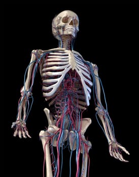 Human anatomy, 3d illustration of the skeleton with cardiovascular system. Perspective view of 3/4 upper part, front side. On black background.
