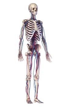 Human body anatomy. 3d illustration of Skeletal and cardiovascular systems. Viewed from front perspective. On white background.