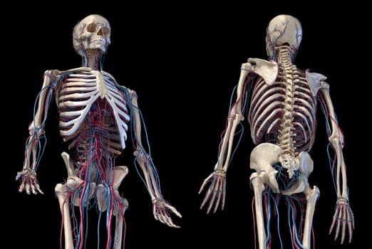 Human anatomy, 3d illustration of the skeleton with cardiovascular system. Perspective view of 3/4 upper part, front and back sides. On black background.