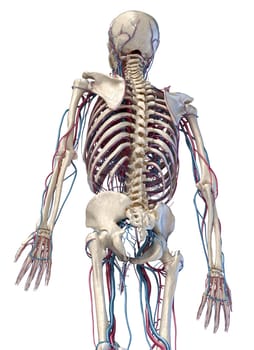 Human anatomy, 3d illustration of the skeleton with cardiovascular system. Perspective view of 3/4 upper part, back side. On white background.