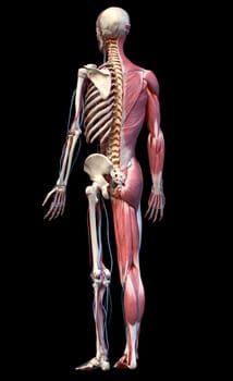 Human Anatomy full body skeletal, muscular and cardiovascular systems. Perspective view from the back, on black background. 3d Illustration