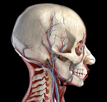 Human 3d anatomy illustration, showing skull, muscles, eyes and blood vessels. Side view. On black background.