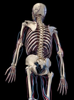 Human anatomy, 3d illustration of the skeleton with cardiovascular system. Perspective view of 3/4 upper part, back side. On black background.