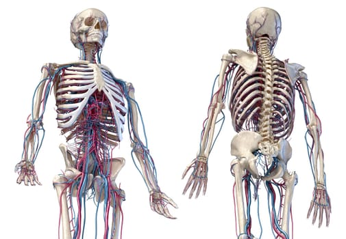 Human anatomy, 3d illustration of the skeleton with cardiovascular system. Perspective view of 3/4 upper part, front and back sides. On white background.
