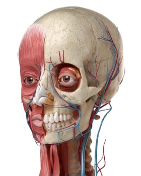 Human anatomy 3d illustration of head with skull, eye bulbs, blood vessels and muscles, on white background.