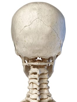 Human anatomy 3d illustration of the skull. Posterior view, on white background.