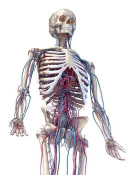 Human anatomy, 3d illustration of the skeleton with cardiovascular system. Perspective view of 3/4 upper part, front side. On white background.