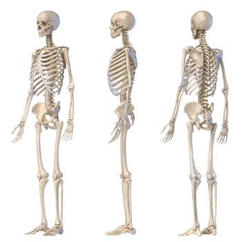 Human Anatomy full body male skeleton. Three views. Perspective Front rear and side on white background. 3d illustration.