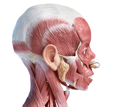 Human head anatomy 3d illustration muscular system, lateral view on white background.