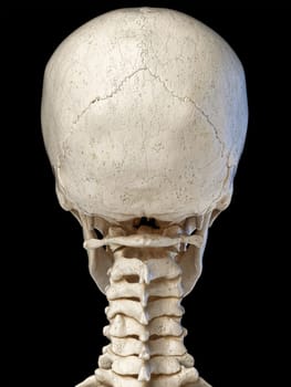 Human head skull Anatomy 3d illustration. Rear view, on black background.