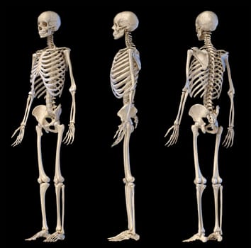 Human Anatomy full body male skeleton. Three views. Perspective Front rear and side on black background. 3d illustration.