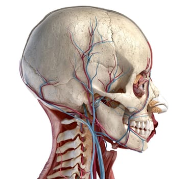 Human 3d anatomy illustration, showing skull, muscles, eyes and blood vessels. Side view. On white background.