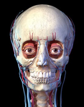 Human anatomy, Vascular system of the head viewed from the front. Computer 3d rendering artwork. On black background.