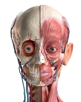 Human anatomy 3d illustration of head with skull, blood vessels and muscles, on White background. Rear view.