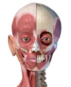 Human anatomy 3d illustration of the head muscles full on left side and partial on right side. Anterior view on white background.