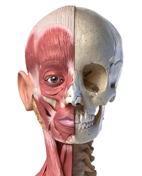 Human anatomy 3d illustration of the head muscles on left side and skull on right side. Anterior view on white background.