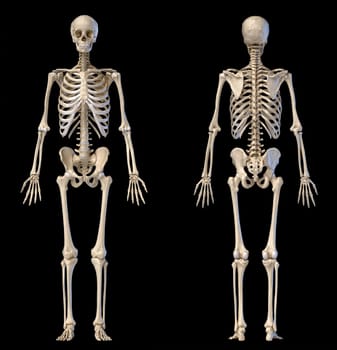 Human Anatomy full body male skeleton. Front and rear views on black background. 3d illustration.
