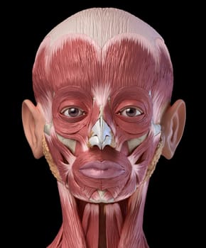 Human head anatomy 3d illustration muscular system, frontal view on black background...