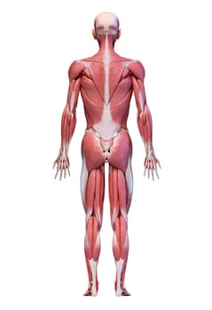 Human anatomy 3d illustration, male muscular system full body, back view on white background.