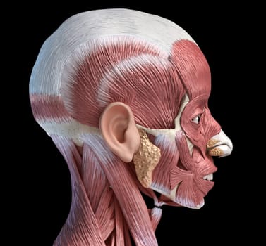 Human head anatomy 3d illustration muscular system, lateral view on black background.