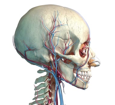 Human anatomy, Vascular system of the head viewed from a side. Computer 3d rendering artwork. On white background.