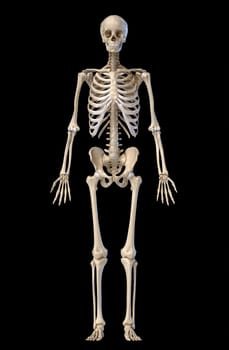 Human Anatomy full body male skeleton. Front view on black background. 3d illustration.