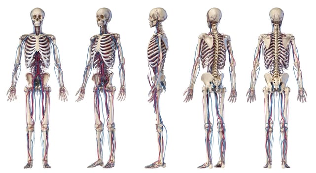 Human body anatomy. 3d illustration of Skeletal and cardiovascular systems. Multiple angles views. On white background.