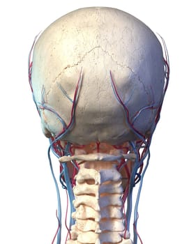 Vascular system of the human head viewed from the back. Computer 3d rendering artwork. On white background.