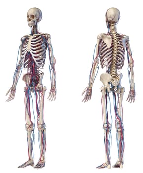 Human body anatomy. 3d illustration of Skeletal and cardiovascular systems. Front and back perspective views. On white background.