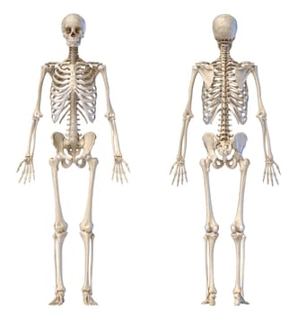 Human Anatomy full body male skeleton. Front and rear views on white background. 3d illustration.