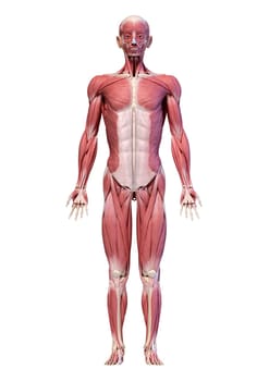 Human anatomy 3d illustration, male muscular system full body, frontal view. On white background.