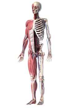 Human Anatomy full body skeletal, muscular and cardiovascular systems. Perspective view from the front, on white background. 3d Illustration