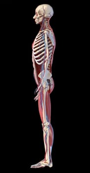 Human Anatomy full body skeletal, muscular and cardiovascular systems. Side view, on black background. 3d Illustration