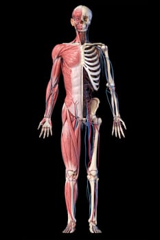 Human Anatomy full body skeletal, muscular and cardiovascular systems. Front view, on black background. 3d Illustration